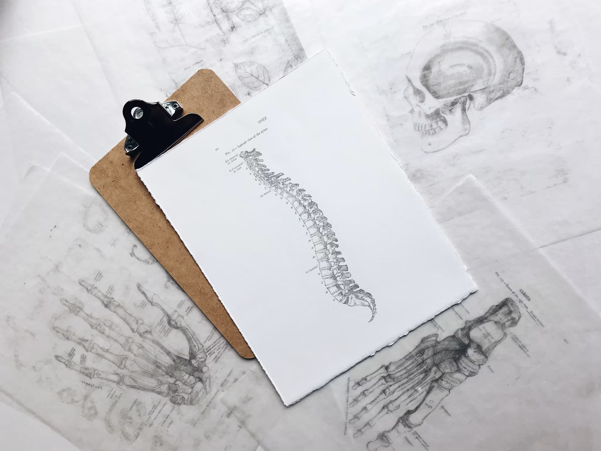 Anatomiska illustrationer